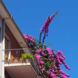 Bari, quella bouganville viola alta 4 piani